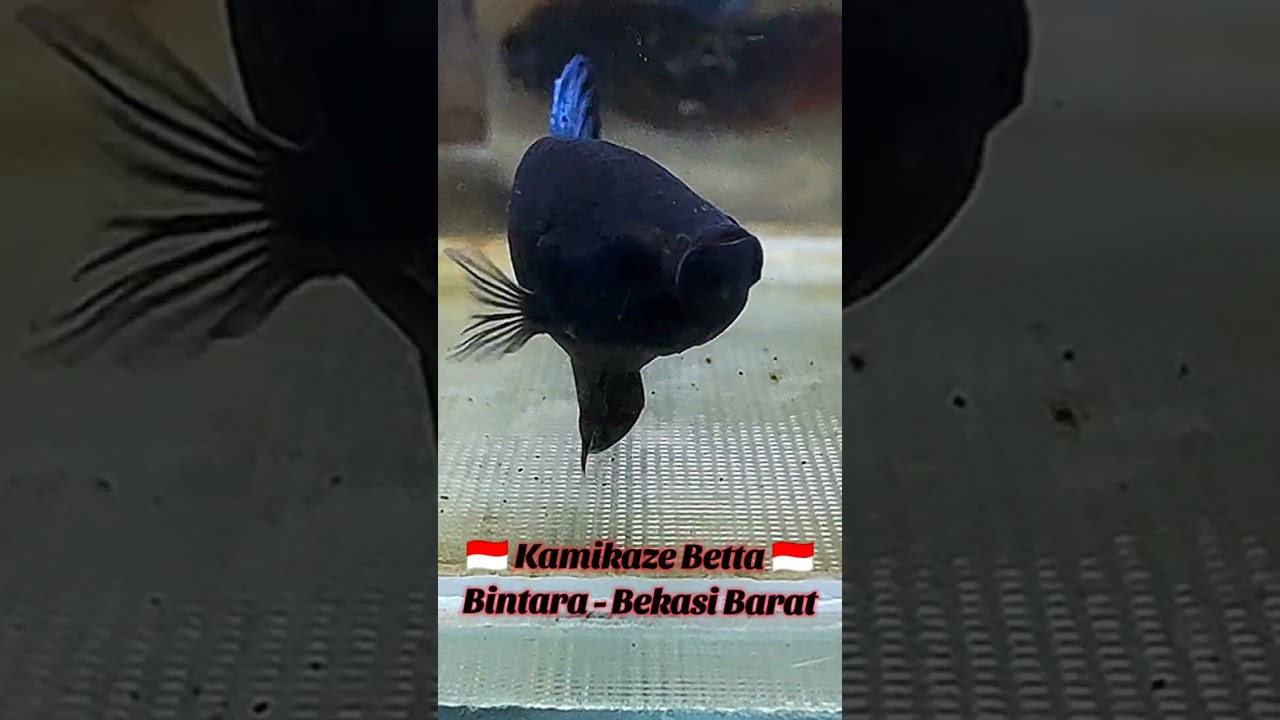 Kirim 4 ekor import silver merah dan silver perak buat ke jakarta