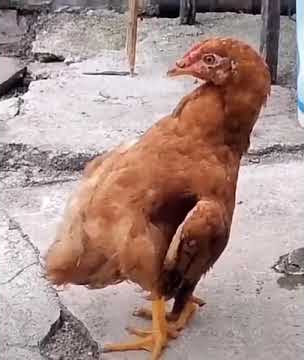 Viral Ayam Aneh😱 || Story Wa Lucu#Viral