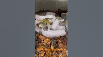 Pied reticulated python