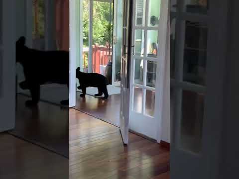 Three black bears/cubs break into our family home in Alaska