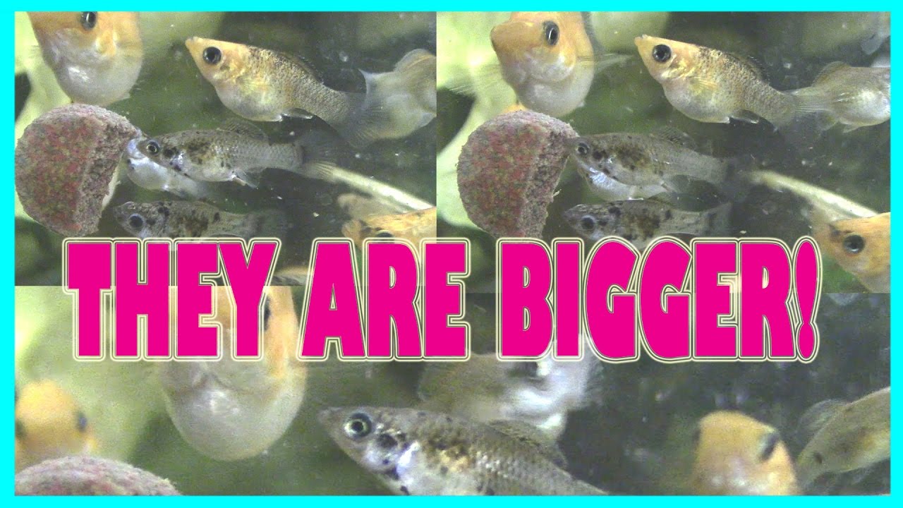 UPDATE ON MY BABY FISH! (THEY ARE GETTING BIGGER!)
