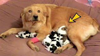 Dog Gives Birth, Then The Vet Realizes They’re Not Puppies
