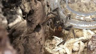 Hogna schmitzi (Porto Santo Wolf Spider) eating a red runner roach