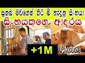 සිංහයේක් මිනිසකුට ආදරය කරයි | Lion's Love | Ridiyagama Safari | lion loves