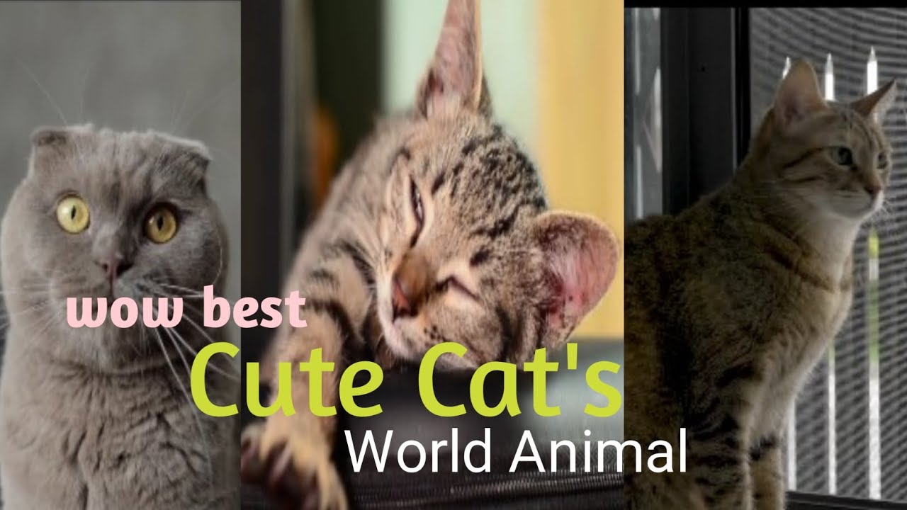 world cute cat, the best cute cat,wow best cute cats,world animal video