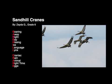 Sandhill Cranes 2019--Fireweed Academy Crane Poems