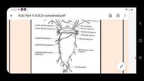 B.Sc Part II Paper I Structure and Function of Invertebrate types 31/8/21