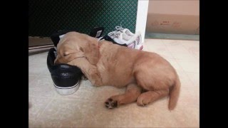 Golden Retriever Photo Compilation With Music!! Puppy-3 Years Golden Retriever Photo Compilation With Music!! Puppy-3 Years