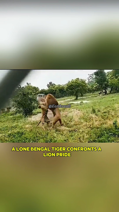 'Bengal tiger vs Lion'  #nature #viral #viralvideo #ytshorts #shorts #animals #wildlife #lion #tiger