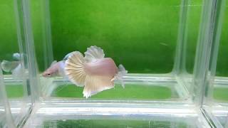 大台南展示級鬥魚 171007-3 BIG HMPK