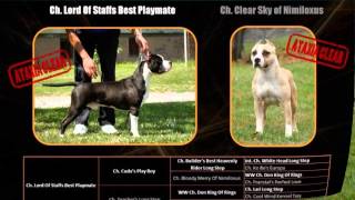 American Staffordshire Terrier  Royal Montenegro & Balkan Staff Kennel