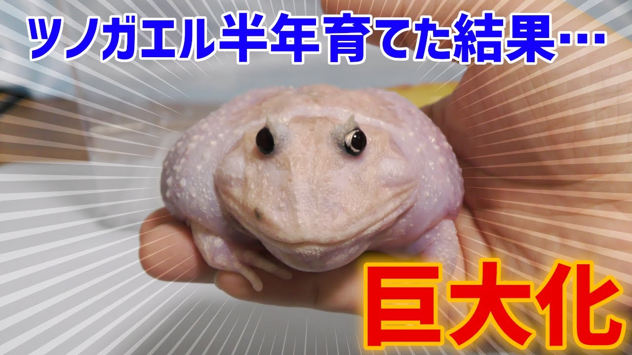 ツノガエル半年育てた結果・・・