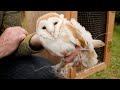 Rescued Barn Owl Chick to be Re-Homed With Wild Barn Owls