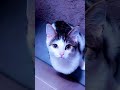 🤍🐾🤍🐾👀#oceaneyes #cat #catlovers #cutecat #shortvideo #wunderschön #katze