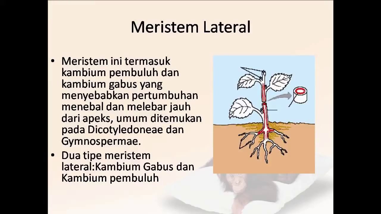 kelompok 2, 3B Jaringan Meristem Interkalar dan Lateral - YouTube