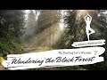5 Minute Meditation: Wandering the Black Forest