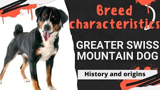 Greater Swiss Mountain Dog guide by A dogsy 62 views 8 months ago 11 minutes, 21 seconds