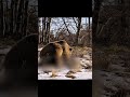 Жизнь в Альпах | 7 Часть | #животные  #animals  #wildlife  #alps  #shorts