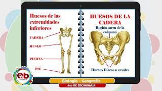 4 Secundaria - Biología Geografía - Huesos de las extremidades superiores e inferiores