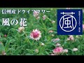 【Sense of Nature】信州産ドライフラワー「風の花」　播種（はしゅ）編