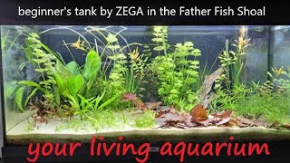 How to Start A Dirt Substrate Planted Aquarium