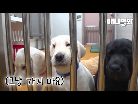 리트리버 코 눌러서 끼임 해제 좀 해주세요ㅣRetriever Born With a Fascinating <strong>Skill</strong>