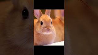 Факты о кроликах 🐰🥕 #милые_кролики #интересные_факты #кролики #факты