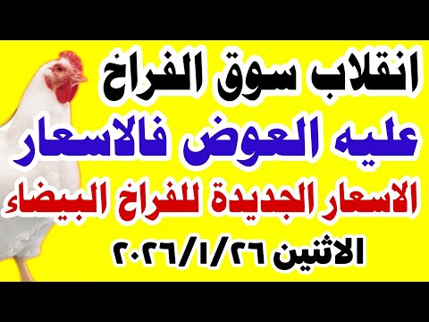 اسعار الفراخ البيضاء اليوم سعر الفراخ البيضاء اليوم الاثنين 2026 1 26 في مصر اسعار الفراخ اليوم