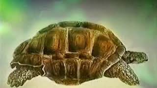 Lost Animals (1995). Seychelles Marion's Giant Tortoise. Extinct 1918 (Rediscovered 1995). Resimi