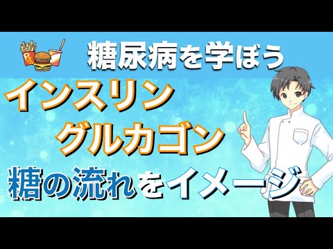 【糖尿病をイメージ】インスリンとグルカゴン【糖の流れを薬剤師が解説】