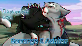 •° Scourge & Ashfur °• Поцелуи на шее | Коты-Воители | Бич и Уголёк