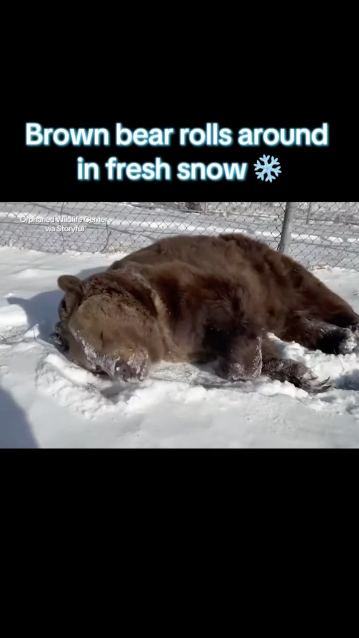 Bear rolls around in fresh snow #shorts