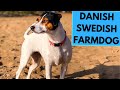 Danishswedish farmdog  top 10 interesting facts