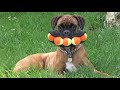 Funny animals - Funny cats / dogs - Funny animal videos 220