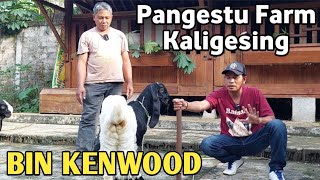 EKONOMISAN‼️SEPASANG CEMPE ANAK KENWOOD DI PANGESTU FARM KALIGESING