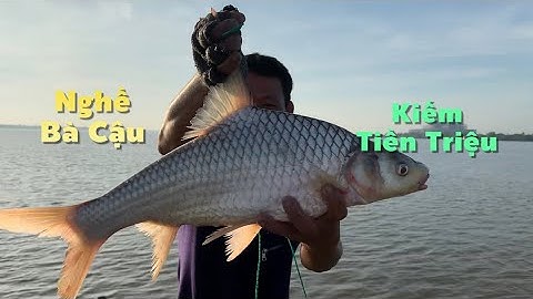 Buổi sáng may mắn ngâm lưới trên sông dính cá Sủ .cá Cóc bán tiền triệu | Cldv #595