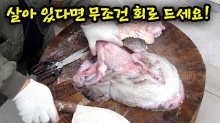 찜 탕으로 만 먹는 이 생선 어부들은 회로만 먹는다고 합니다!