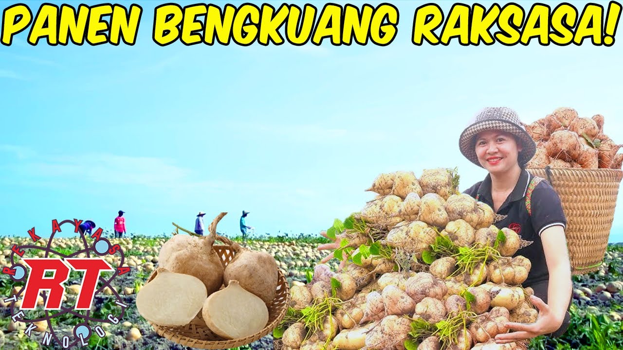 TEKNIK MODERN PERTANIAN BENGKUANG DI CHINA | DARI TANAM SAMPAI SIAP EKSPOR!