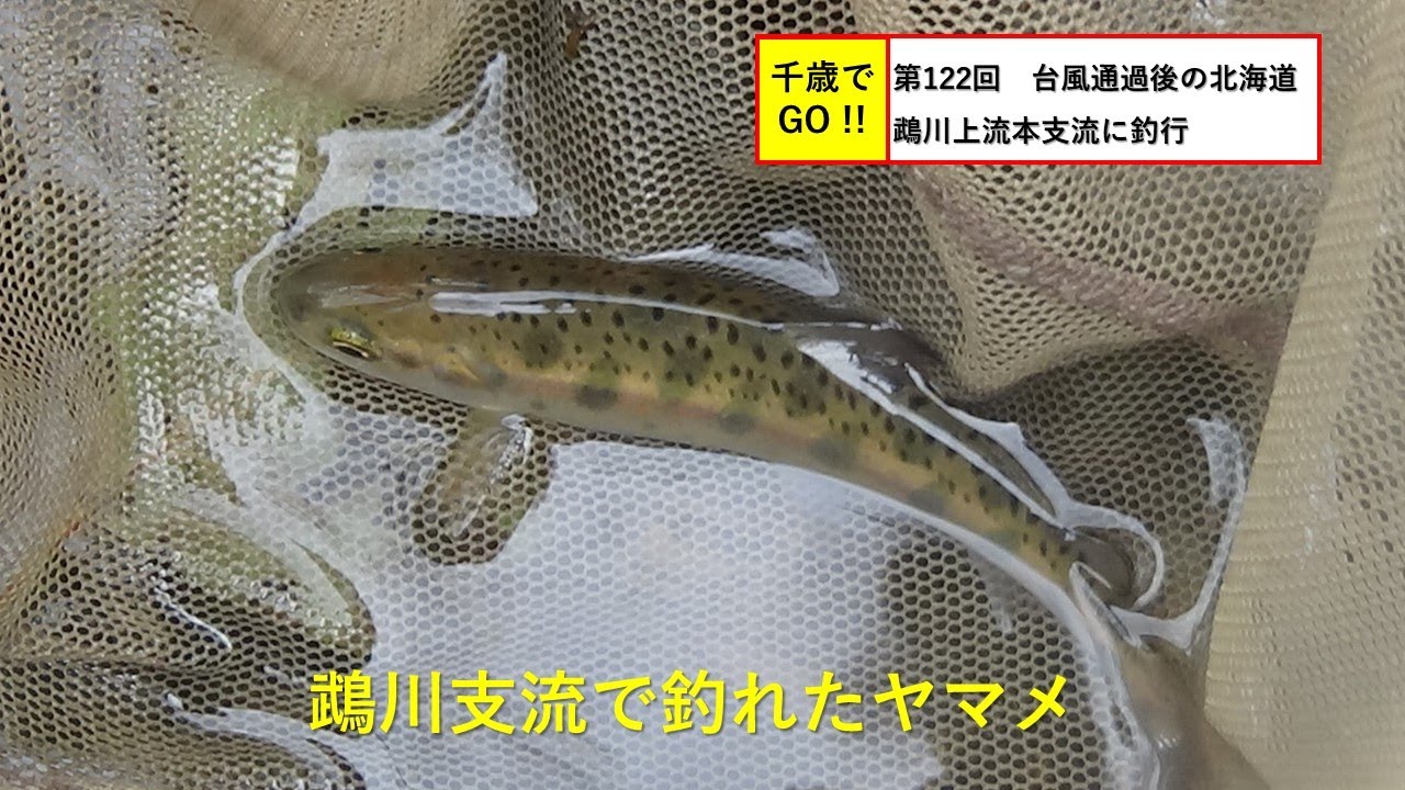 千歳でgo 第122回 台風通過後の北海道鵡川上流本支流に釣行 本流でニジマス 支流でニジマス ヤマメ イワナが釣れました Youtube