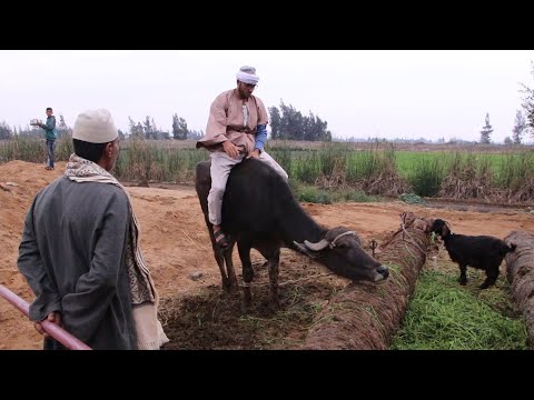 4صراع فلاحين لن تصدق مافعله الحاج مقطوش في جاموسة الحاج مصباح شئ غير متوقع انظروا ماذا حصل 