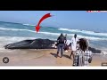 Insolite : une baleine échoue à la plage de Diamalaye