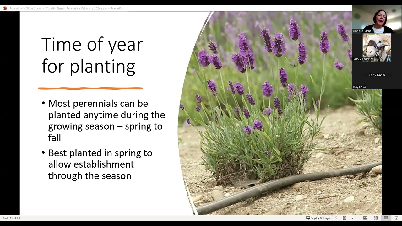 Totally Biased Perennials