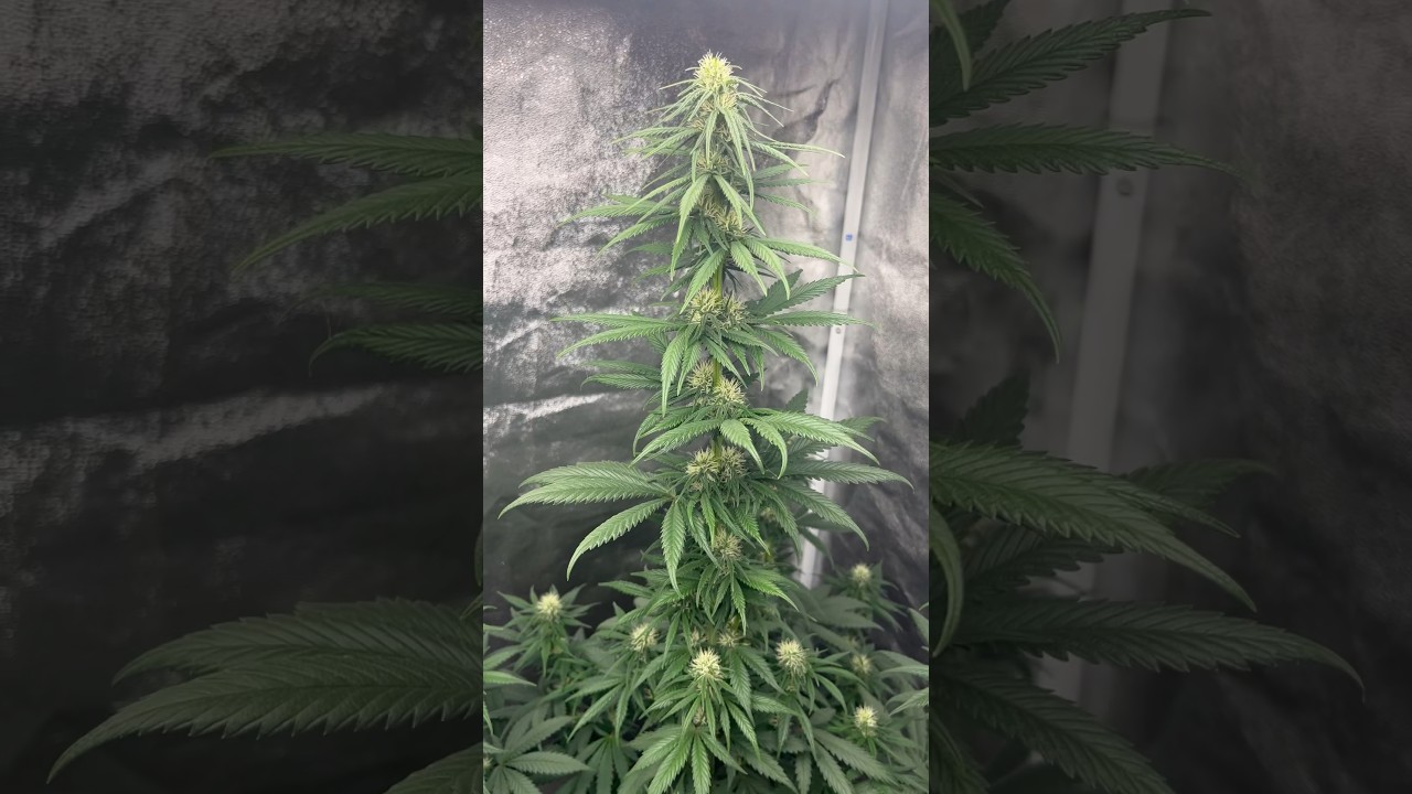 Amnesia Haze