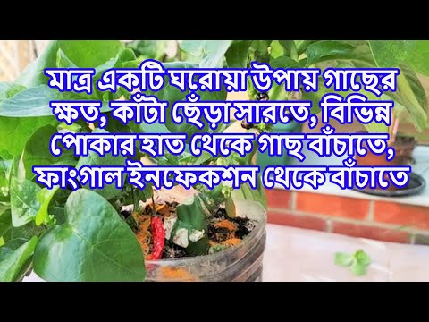 ভিডিও: আপনি কিভাবে উদ্ভিদ ব্লাইট চিকিত্সা করবেন?