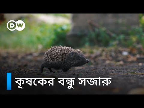 ভিডিও: কেন সজারু ইঁদুর হয়?