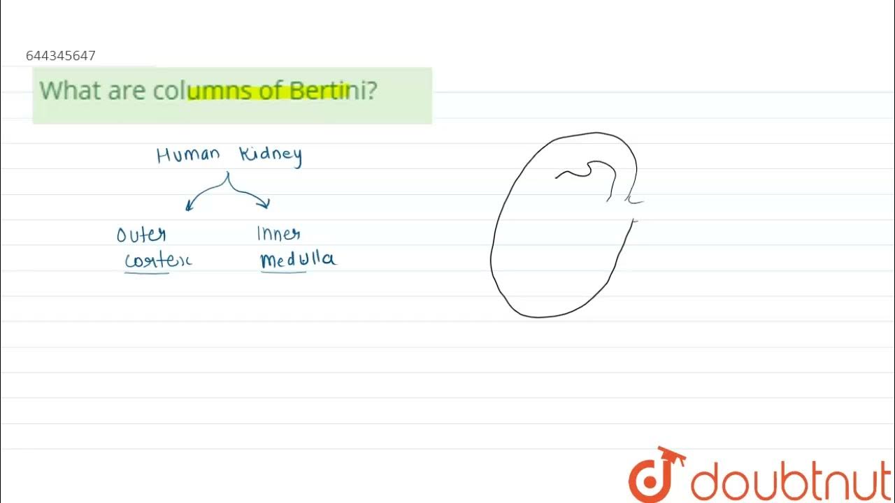 What are columns of bertini 12 excretory products and their