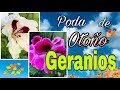 Como podar los Geranios 🌺 en Otoño 🍁🍂