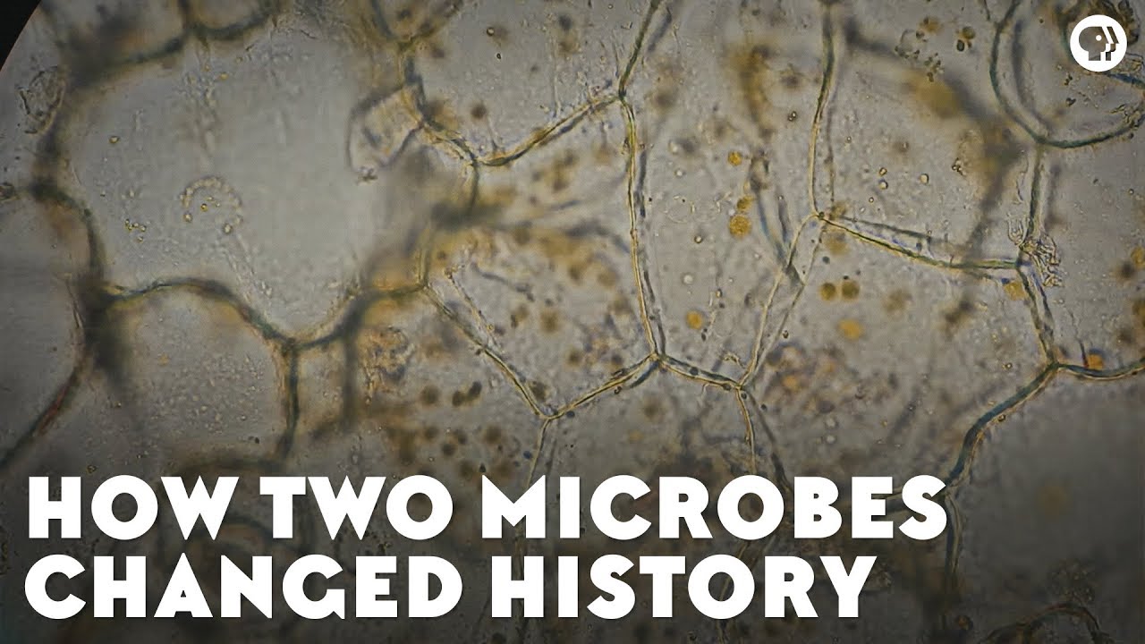 ⁣How Two Microbes Changed History