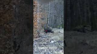 Точное попадание по бегущему кабану | Кабан добыт | Охота на кабана | TargetLock Outdoors #ytshorts