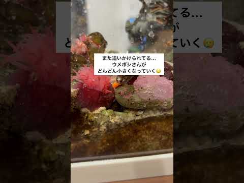 イソギンチャク タカラガイ 戦い